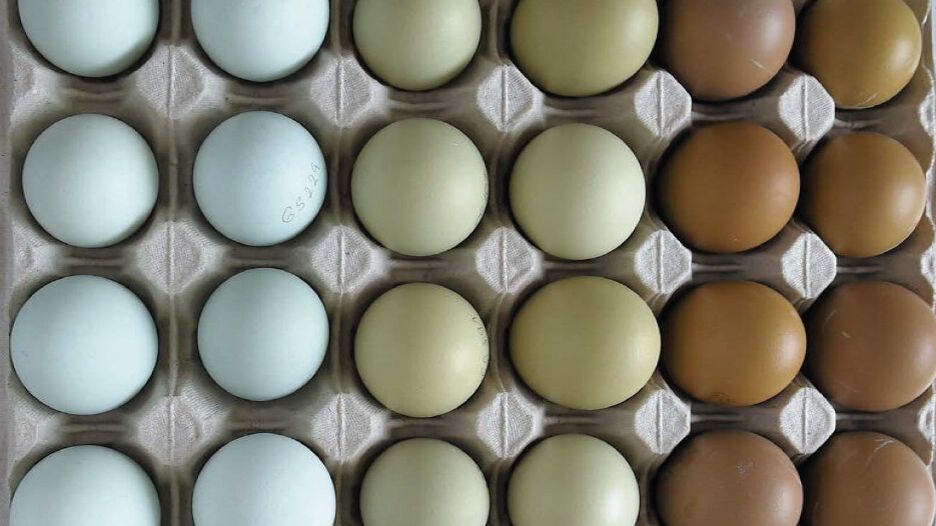 Na trhu je stále více vajec s barevnou skořápkou. Pro kupující hraje odstín roli